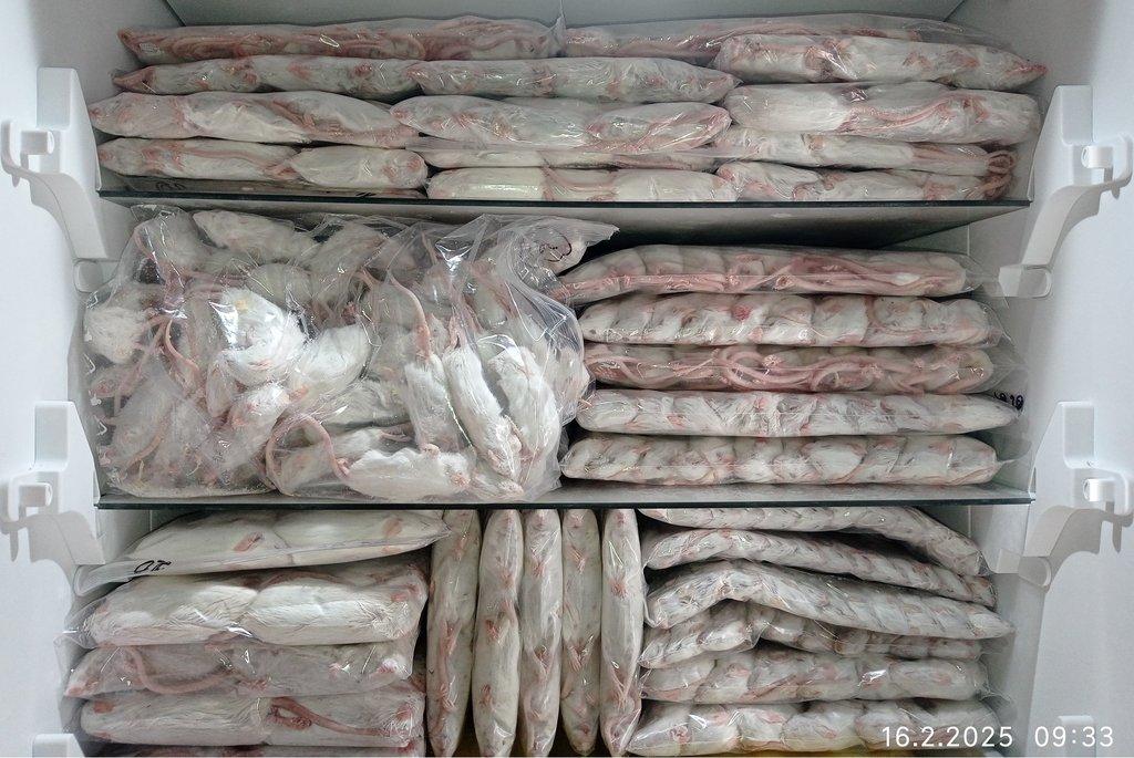 Prodám mražené myši