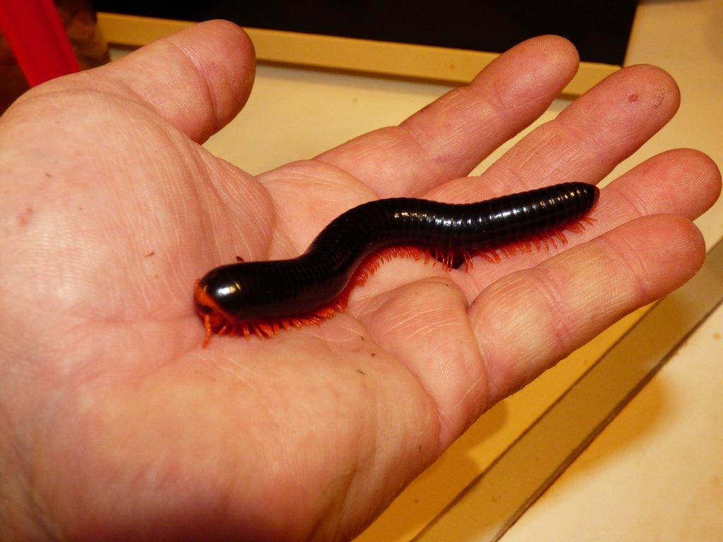 Mnohonožka červenonohá (Epibolus pulchripes)