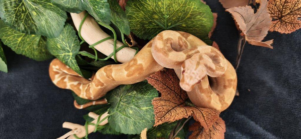 Boa constriktor sunglow