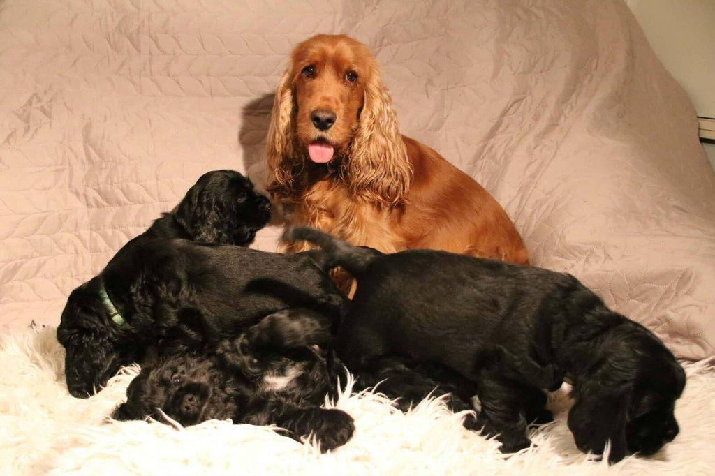 Anglický kokršpaněl s PP - 2 volní pejsci