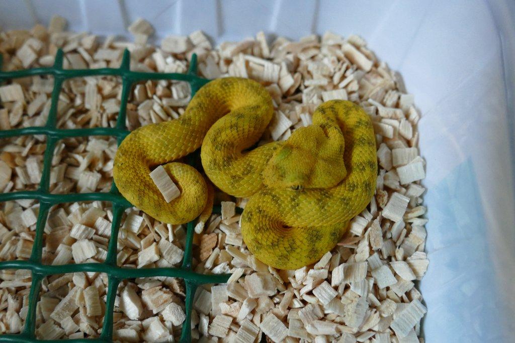 Křovinář ostnitý