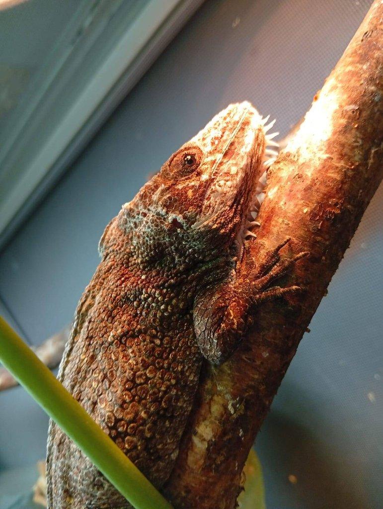 prodám samce Anolise Barbatus