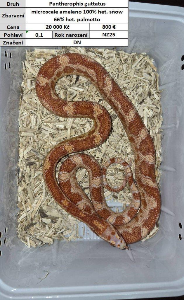 Pantherophis guttatus