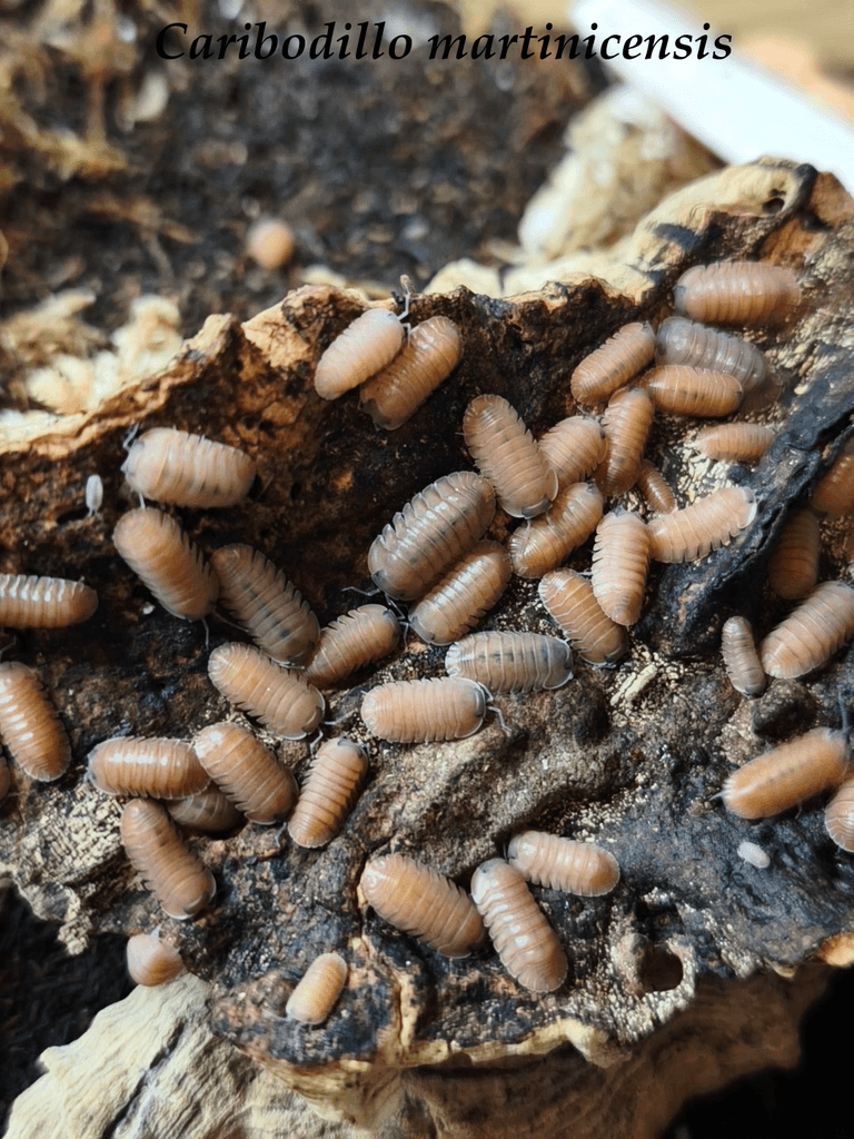 ISOPODY·STÍNKY - Bulk/balíčky - posílám