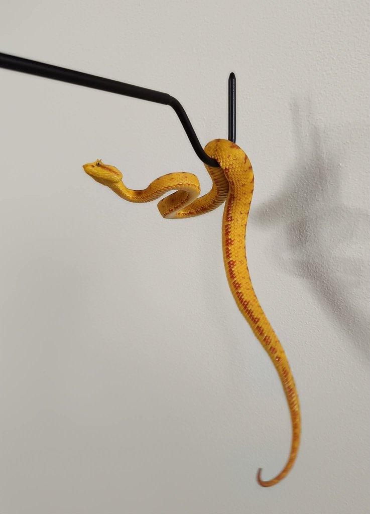 Bothriechis schlegelii