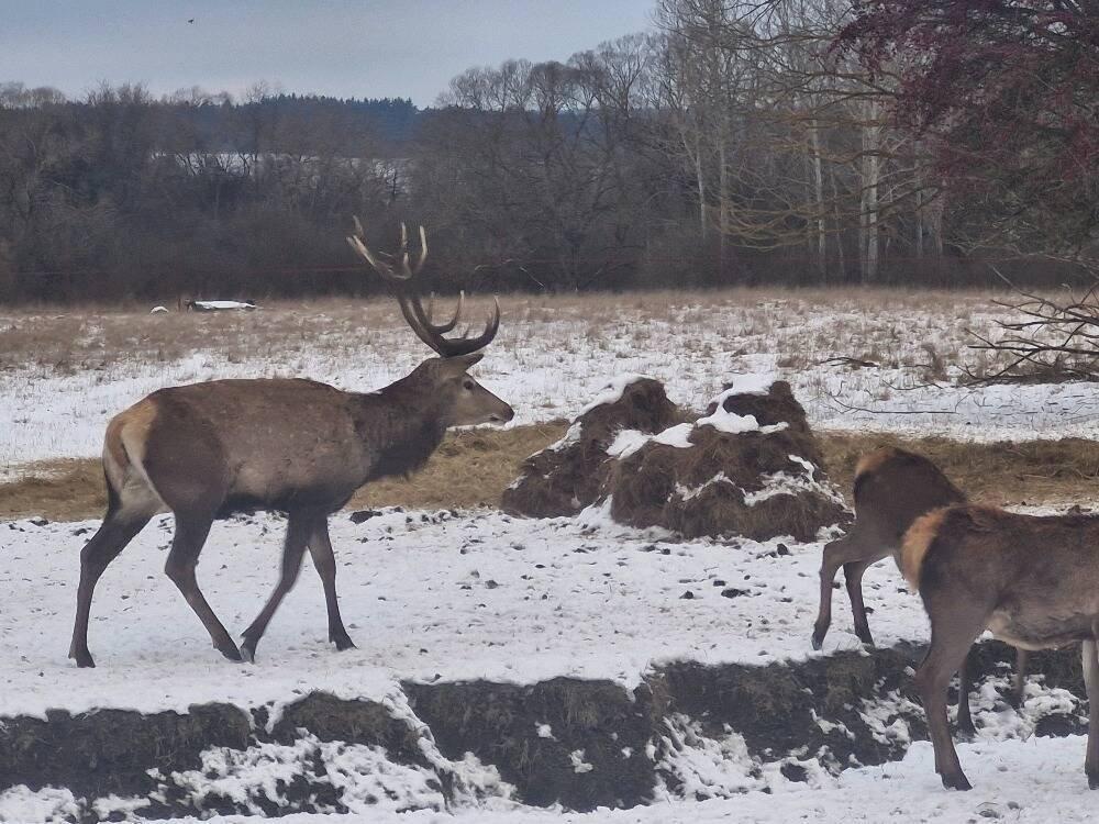 Hospodářská zvířata