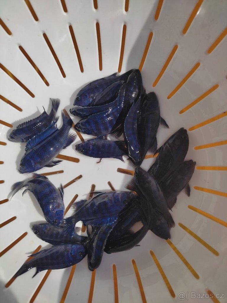 TLAMOVCI TANGANIKA MALAWI