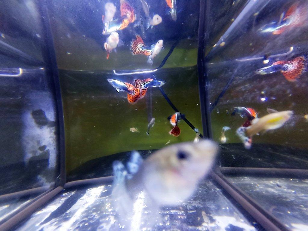 Poecilia reticulata - Red Mosaic Dumbo Ear