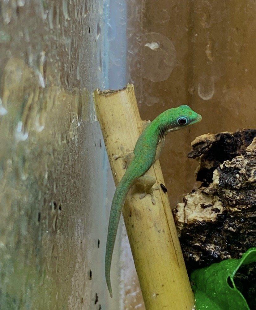 Phelsuma, Anolis