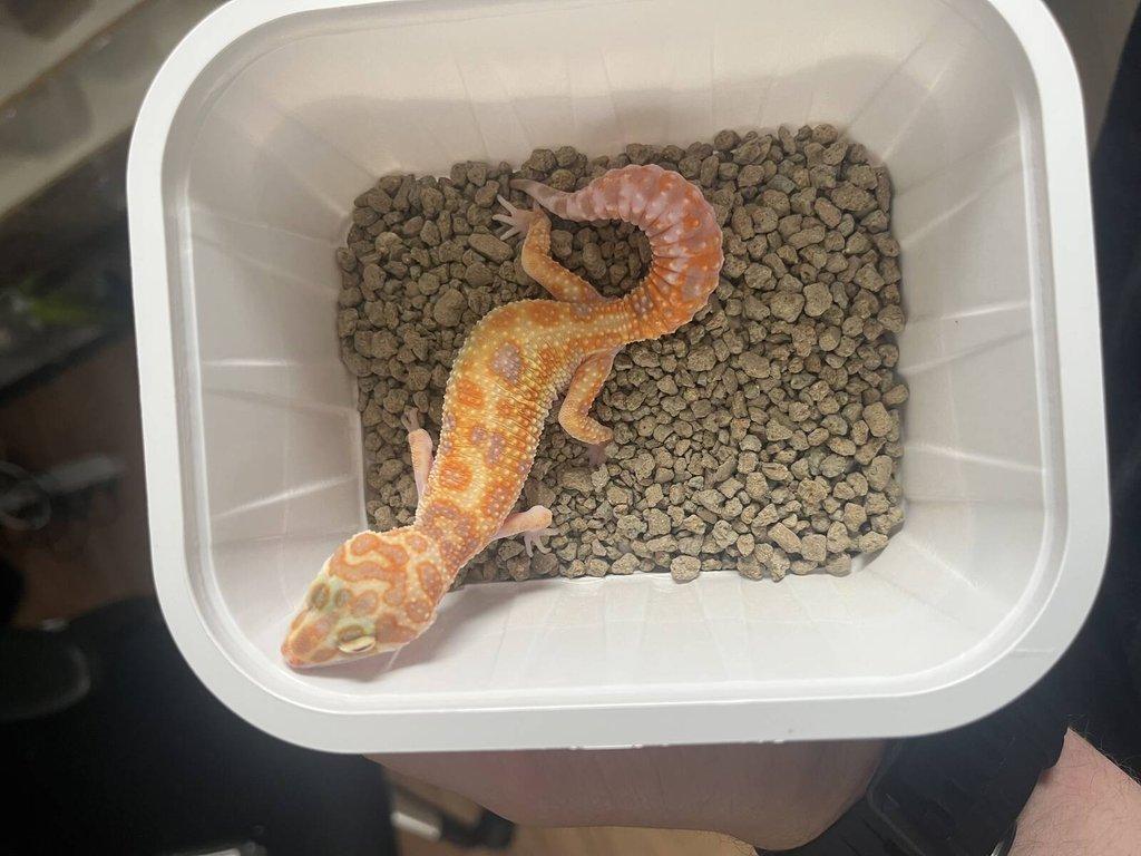 0.0.4 Phelsuma graandis HR