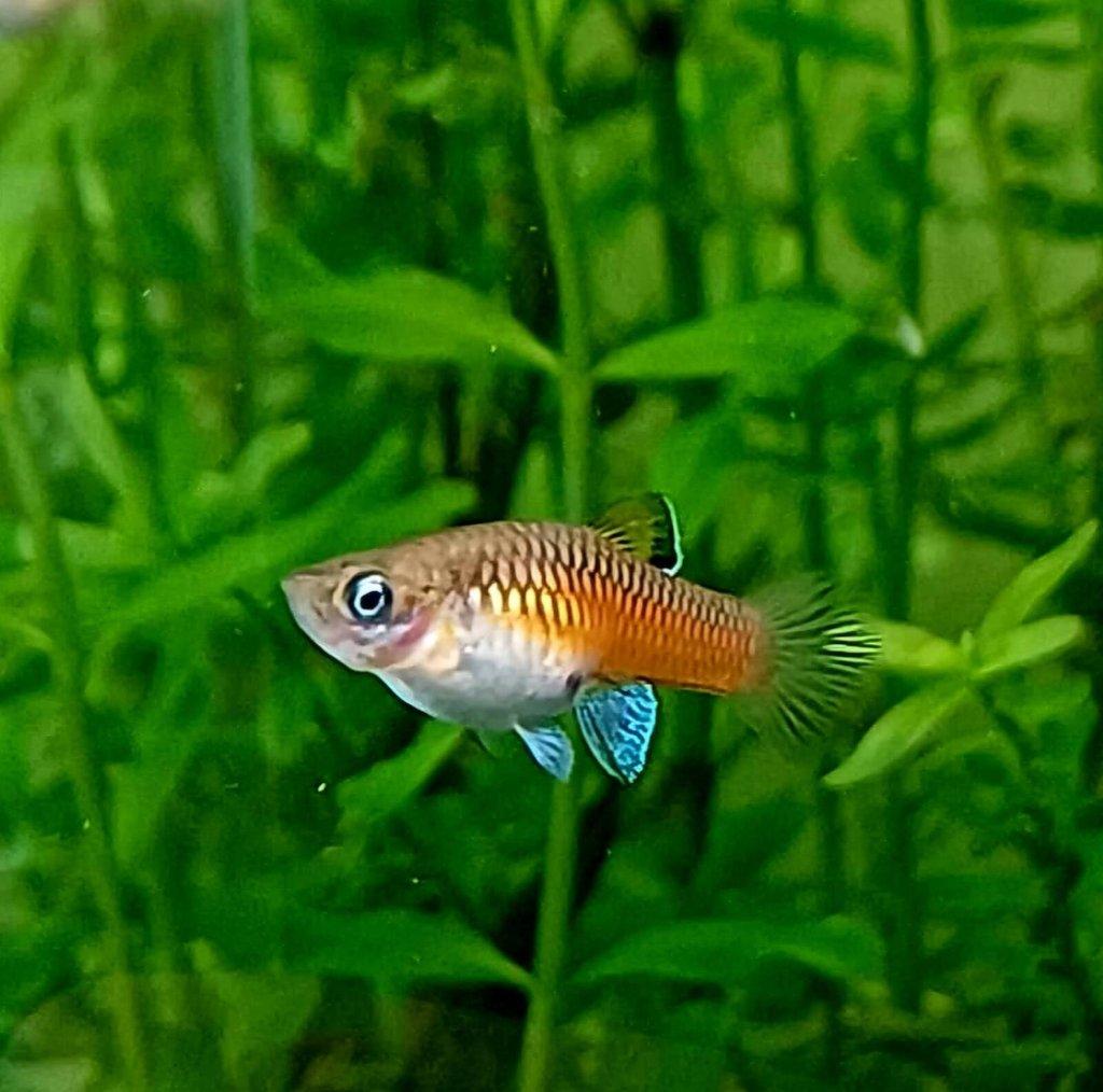 Krátkotělka Kostarická (Phallichthys Tico)