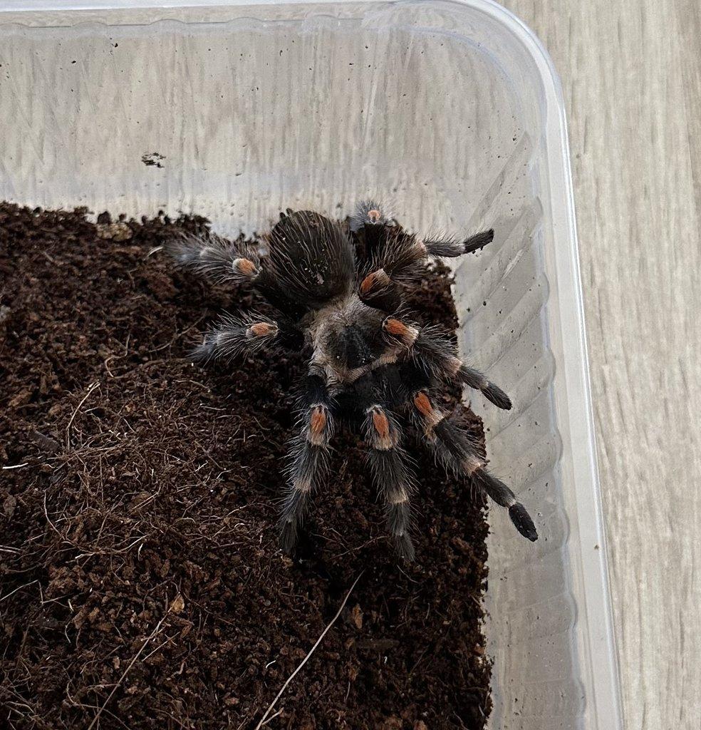 Samice Brachypelma Auratum