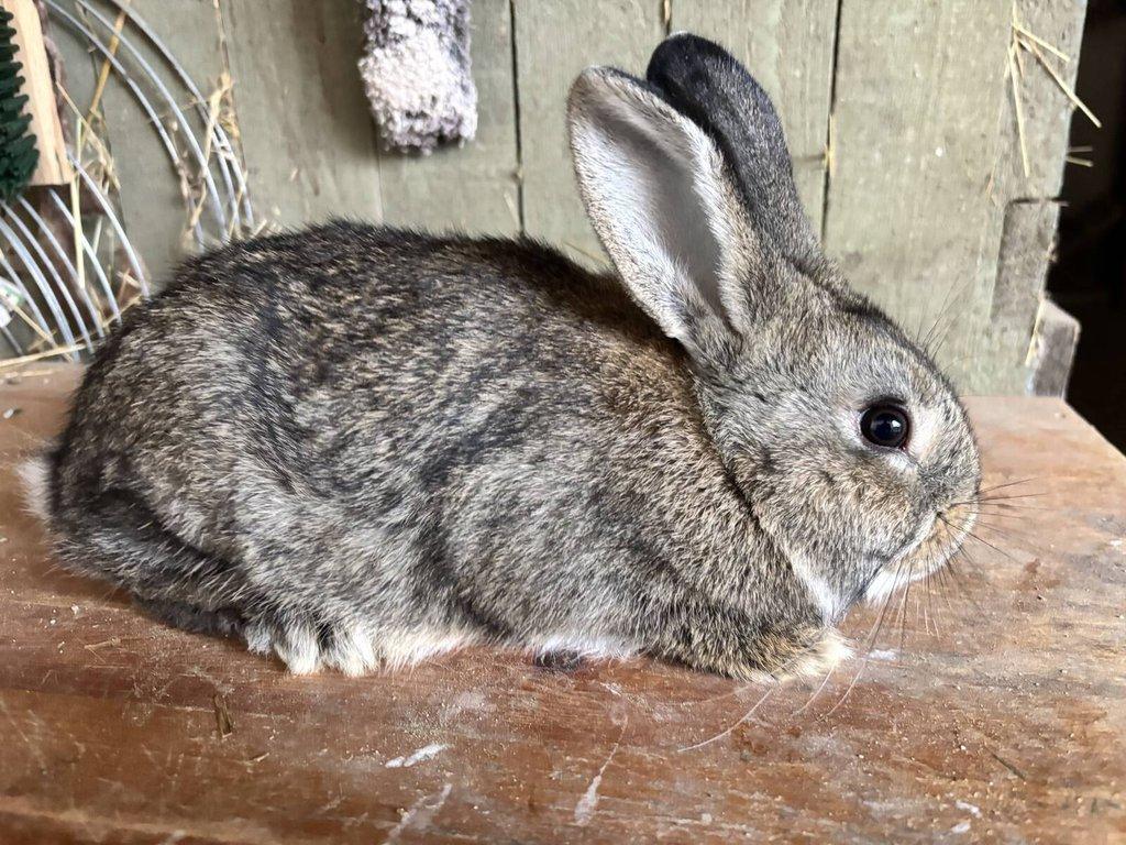 Prodej králíků na maso i chov