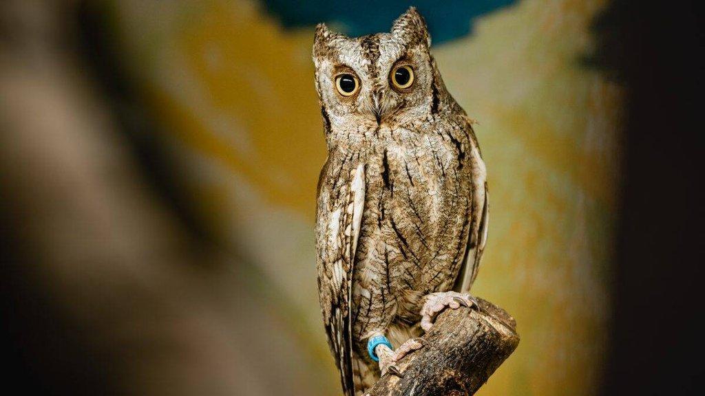 Výreček malý (Otus scops)