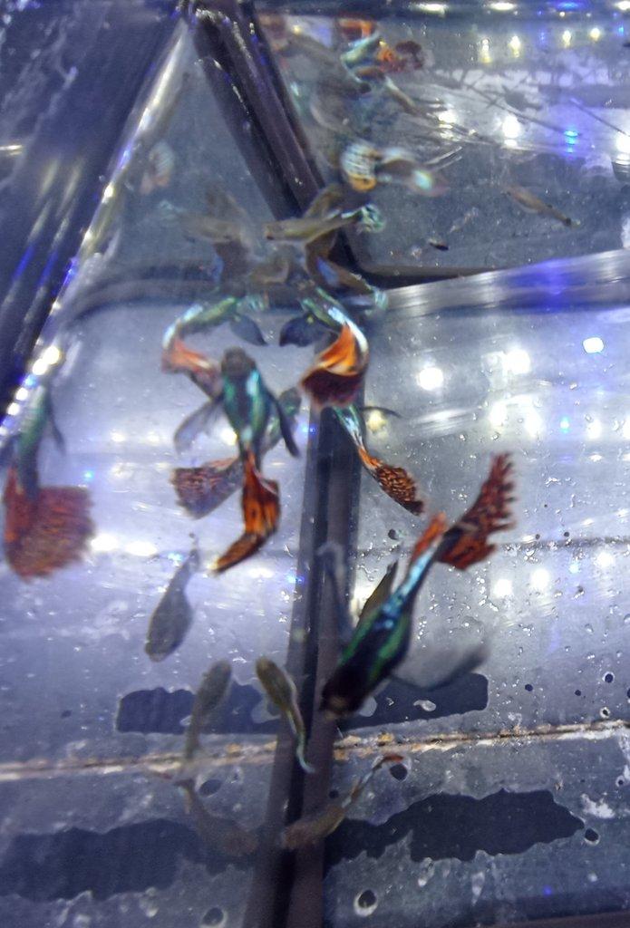 Poecilia reticulata - Red Mosaic Dumbo Ear