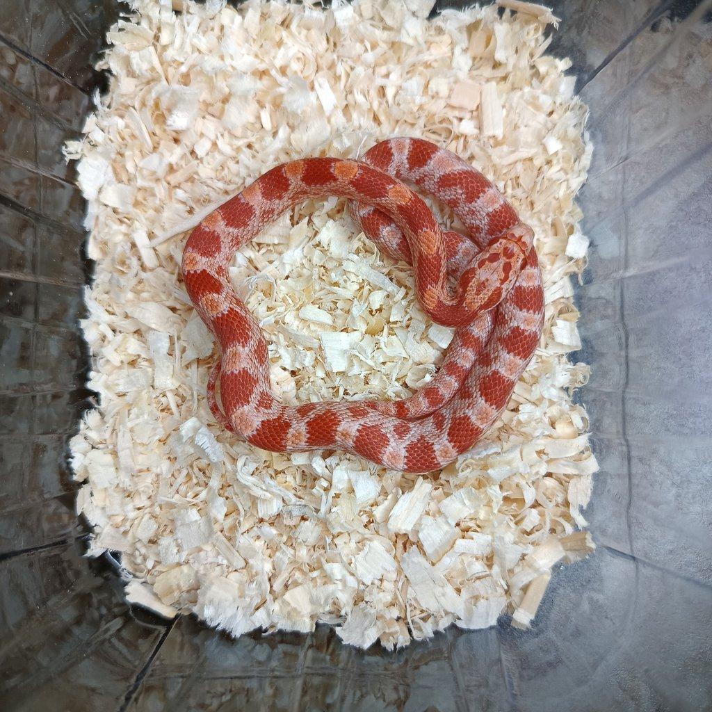 Užovka červená - Fauna trhy Ostrava 15.2.