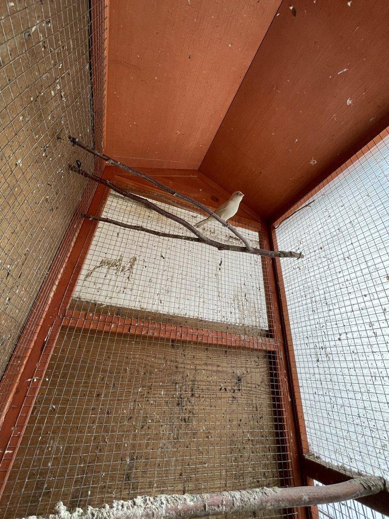 Kanár bílý dominantní po červených rodičích