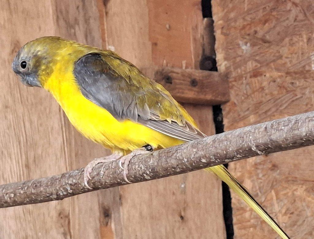 Neoféma tyrkysová žltobruchá