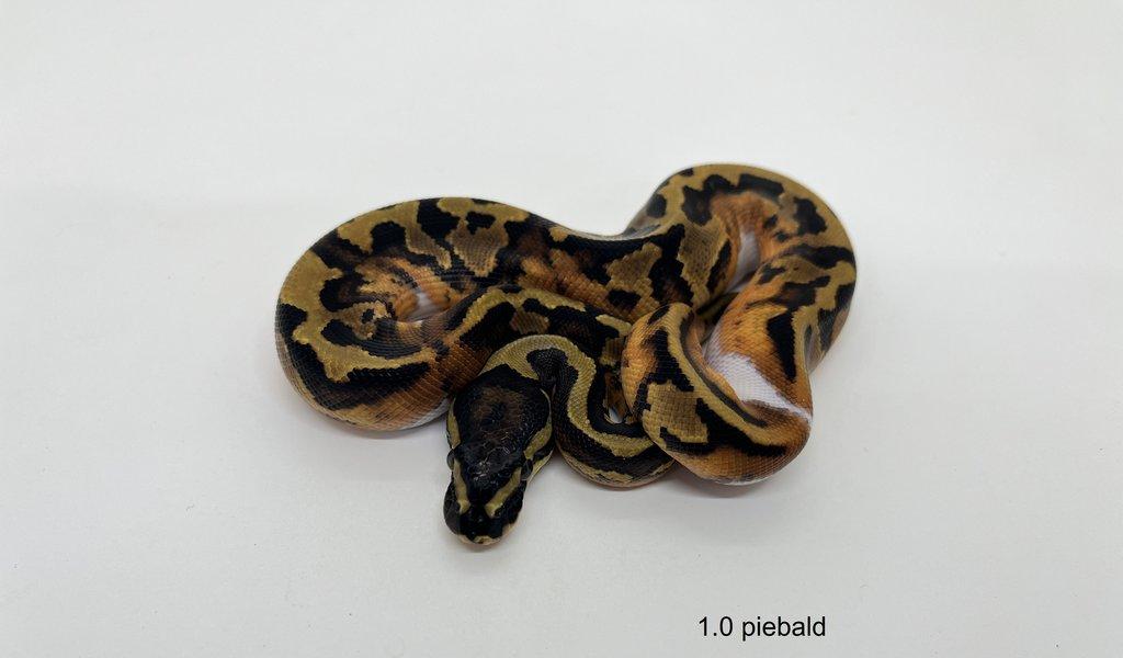 Krajta královská (Python regius)
