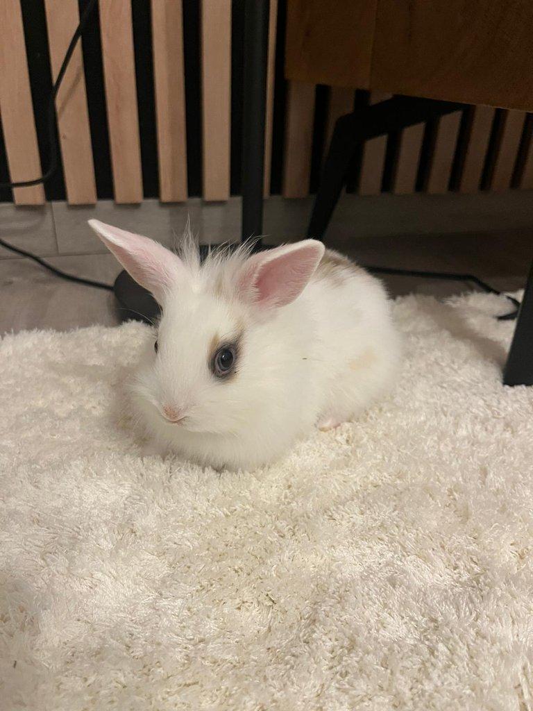 Králíček Zakrslý