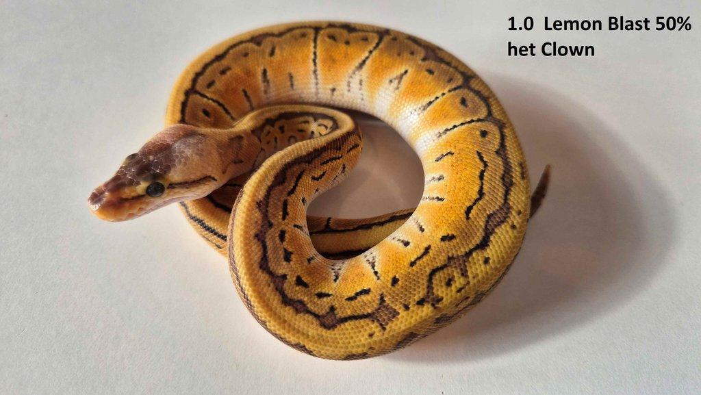 Krajta královská - prodám vlastní odchov 2023 - 2025