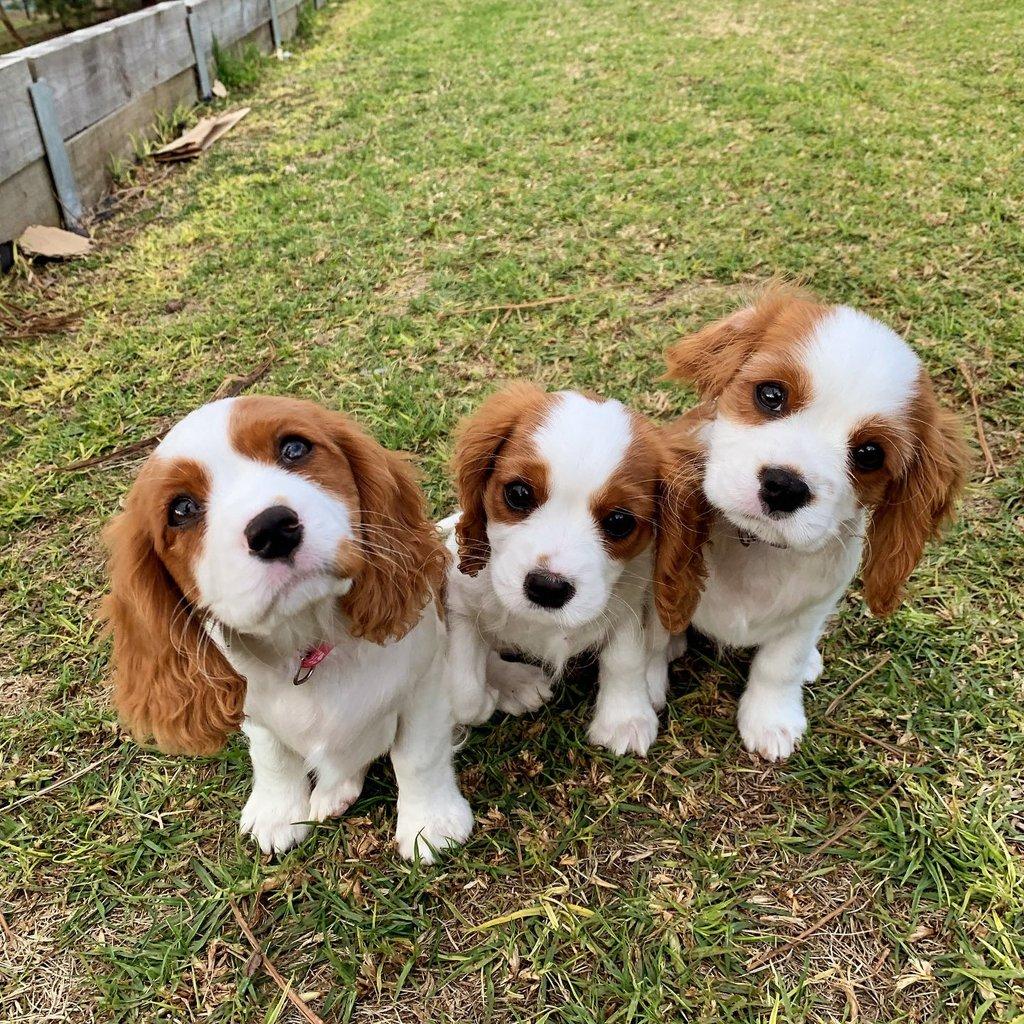 Kavalír King Charles španěl