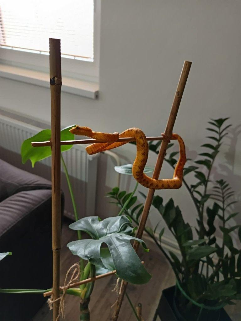 Bothriechis schlegelii