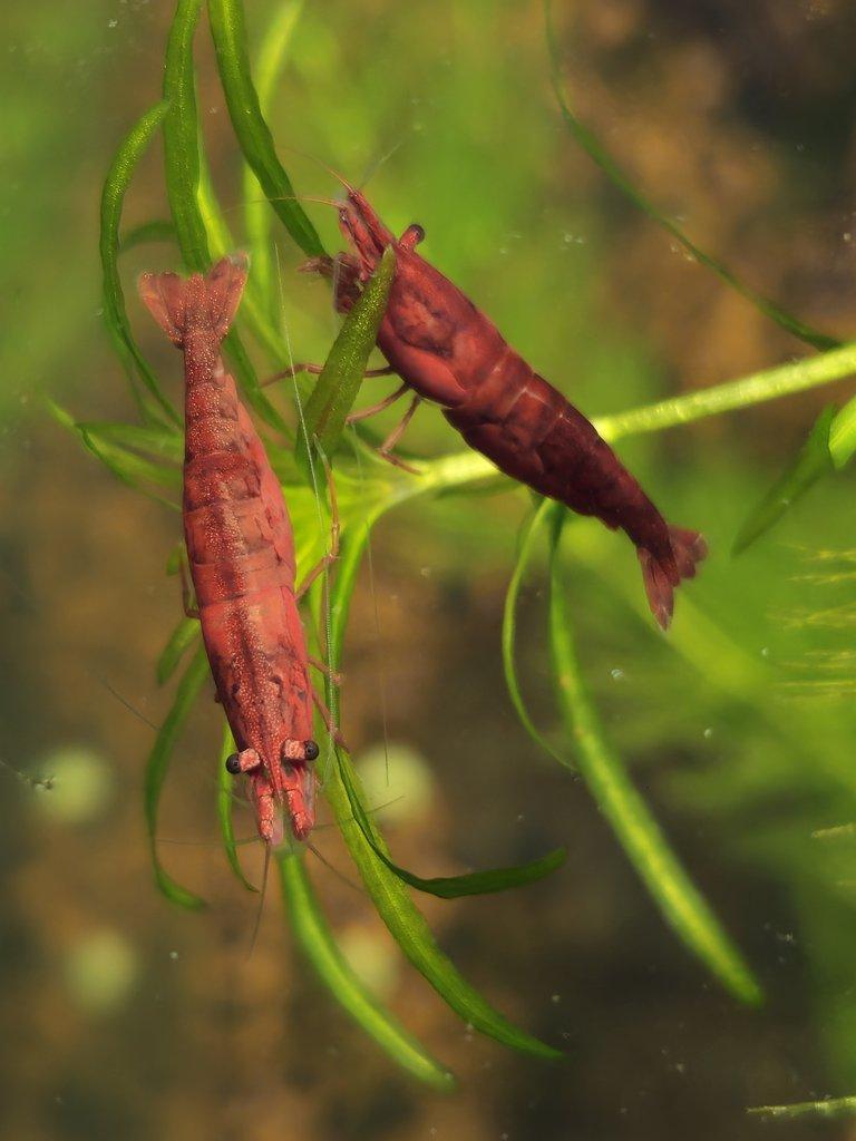 Sparťanské krevetky - červená, modrá, žlutá - čisté linie