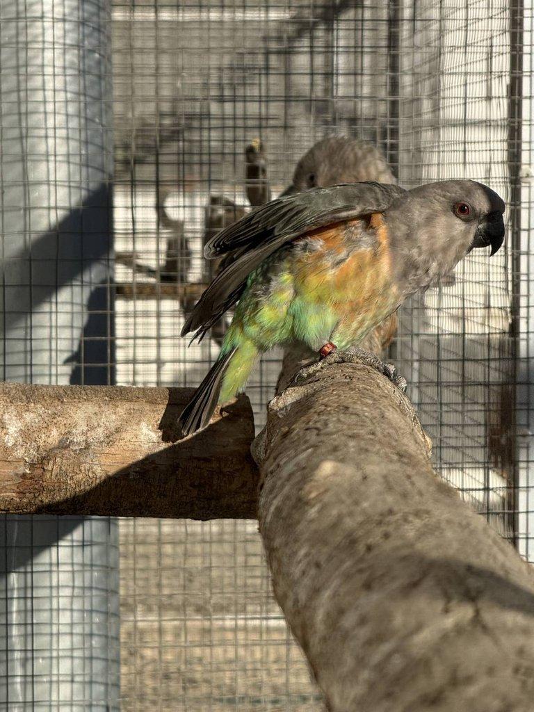 0.2 Papoušek červenobřichý (P. Rufiventris)