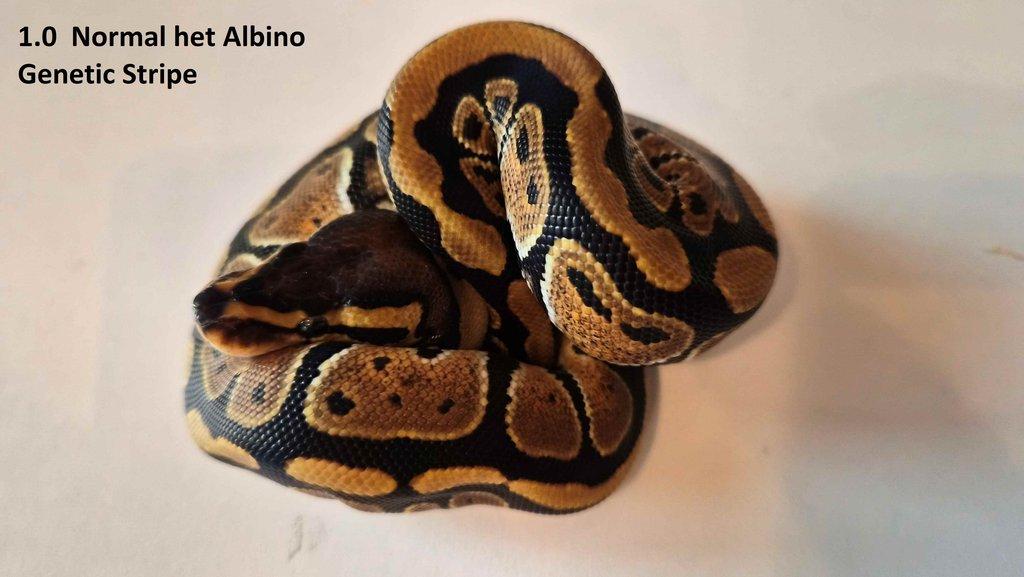 Krajta královská - prodám vlastní odchov 2023 - 2025