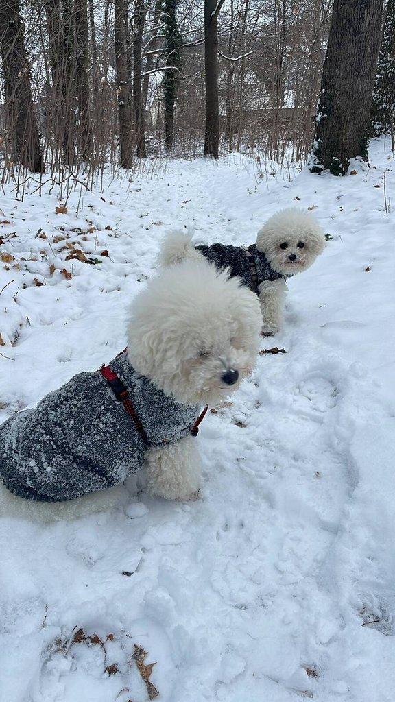 Bišonek frišonek na prodej.