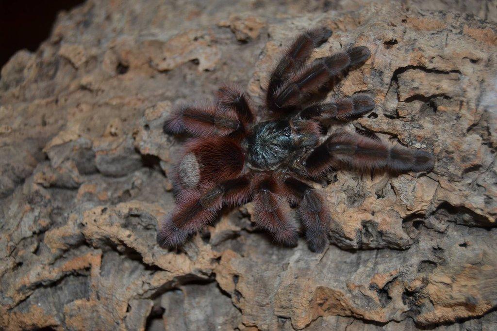 Avicularia, Caribena Živá exitoka B03