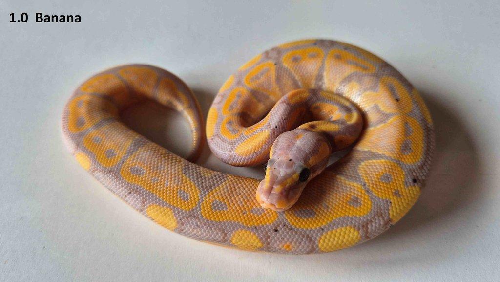 Krajta královská - prodám vlastní odchov 2023 - 2025