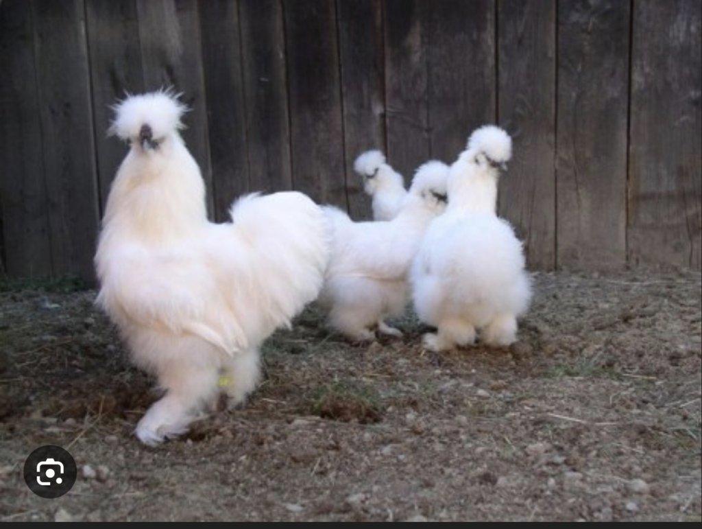 Koupím slepičky Hedvábničky