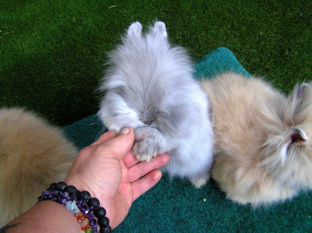 Teddy králíčci mláďata z kvalitního chovu