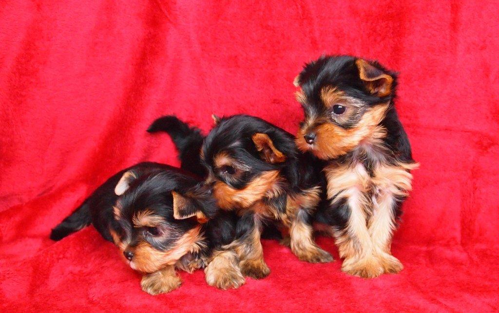 Jorkšírský reriér s PP-FCI