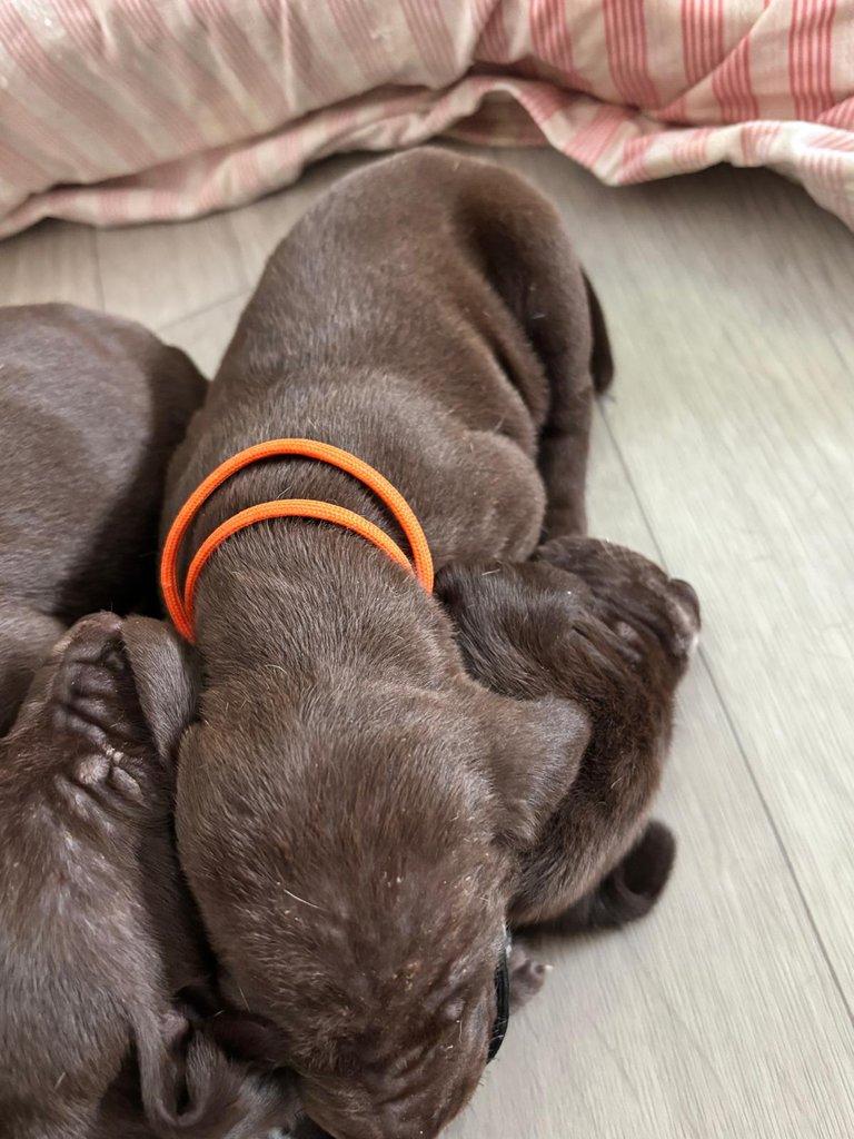 Německý krátkosrstý ohař - štěňata s PP