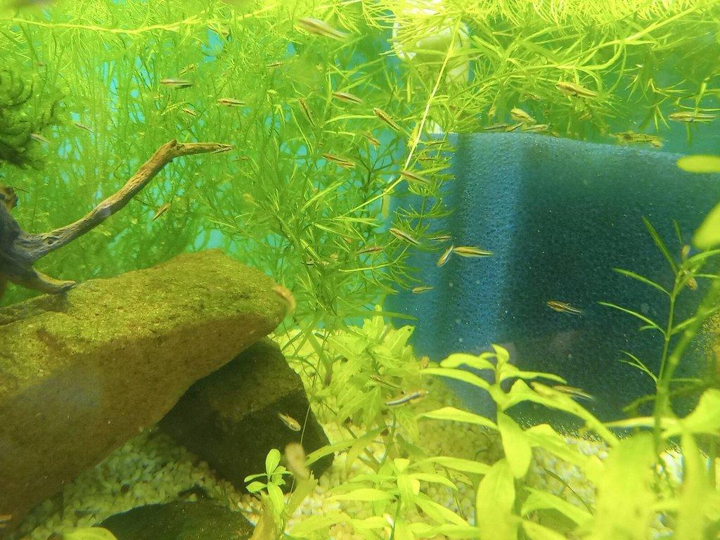 Prodám heterandria formosa