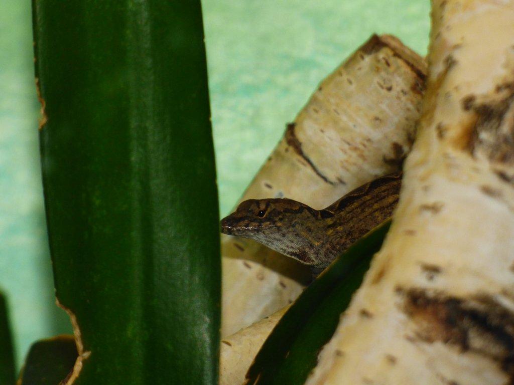 Anolis šedý (Anolis sagrei)