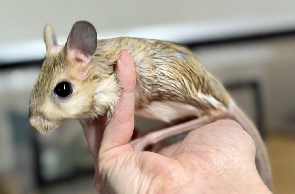 Zamluvené mohu vzít na Živou exotiku 17.1.26 - F18-F20