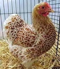Slepičky Wyandotky zdrobnělé na vajíčka i na okrasu
