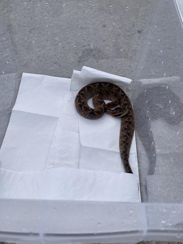 Calloselesma Rhodostoma komplet set