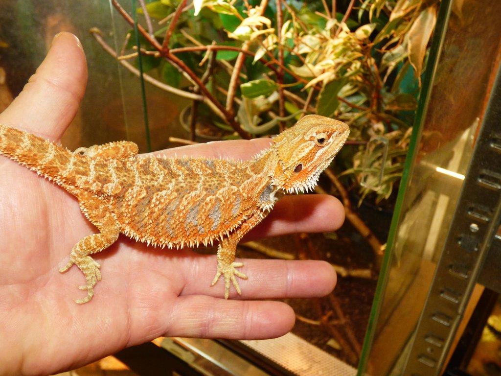 Agama vousatá (Pogona vitticeps)