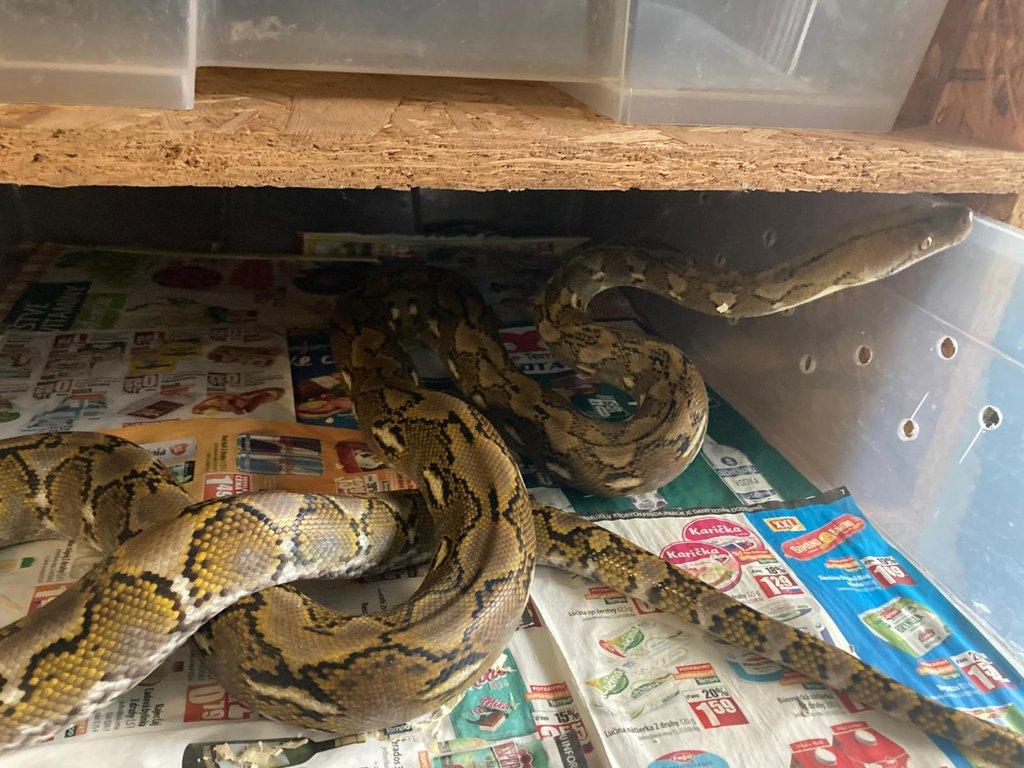 Malayopython reticulatus Madu