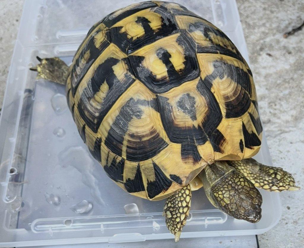 Pár Testudo Hermanni Hermanni