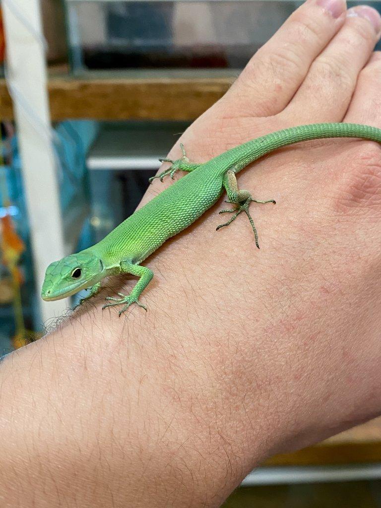 Gastropholis Prasina