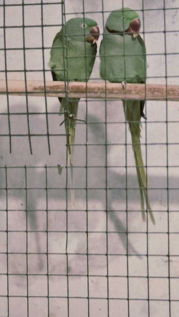 Alexandr velký mutace