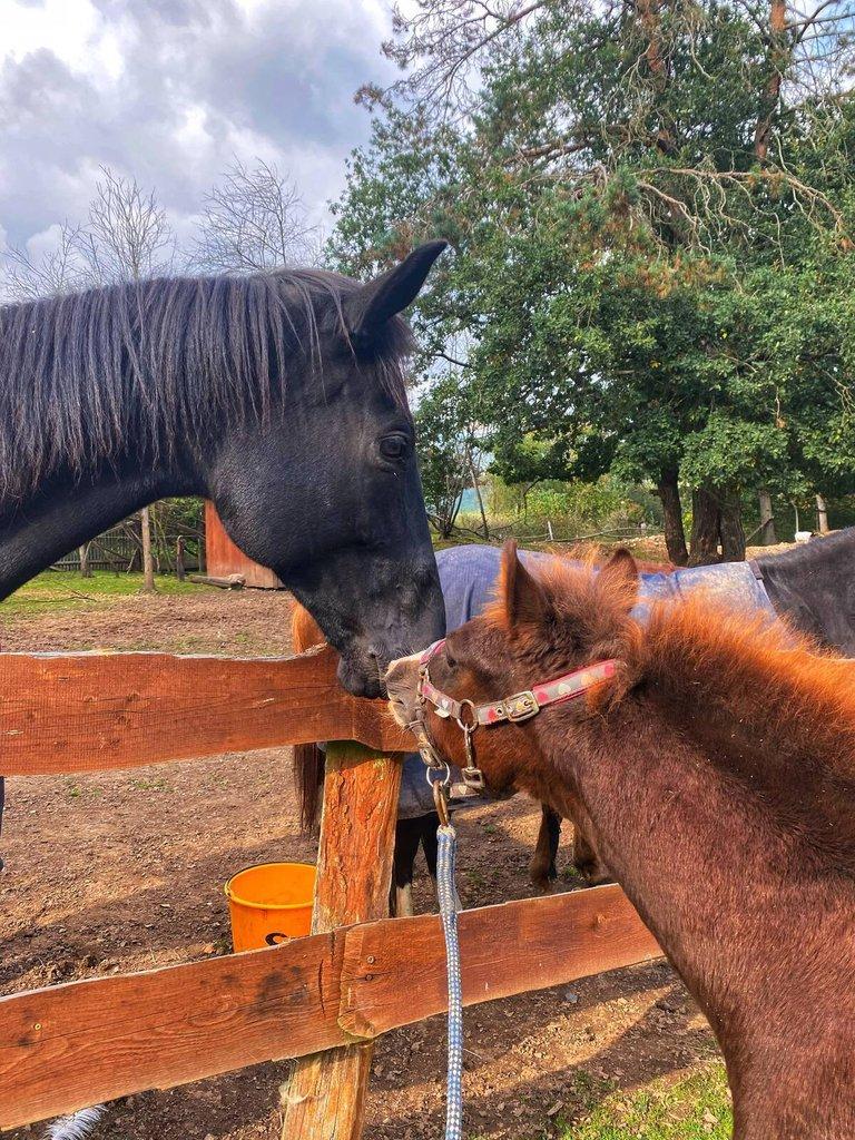 Welsh pony of cob type, sekce C
