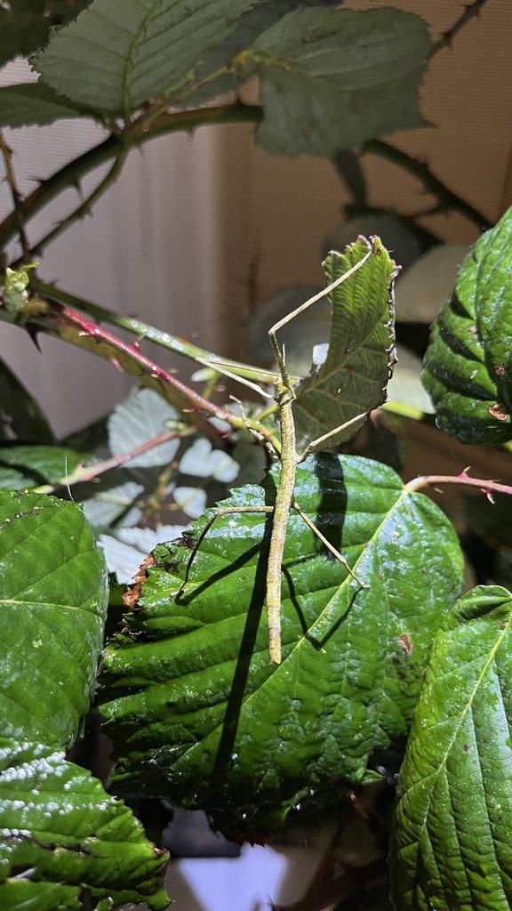 Flexárium se strašilkami