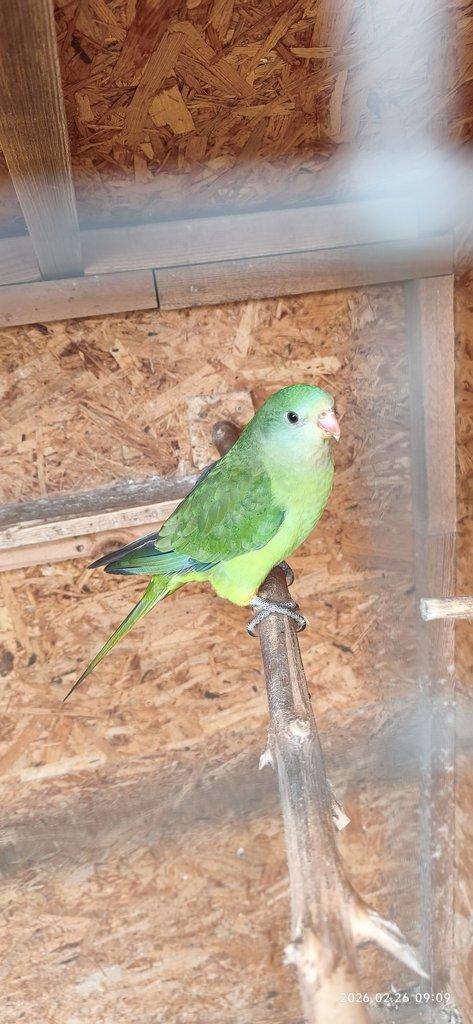 Papoušek nádherný